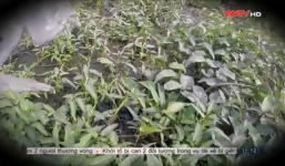 Kinh hoàng rau muống được trồng xung quanh mộ, tưới bằng nước ô nhiễm